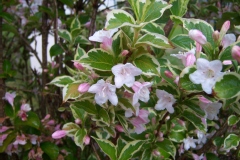 Weigela florida 'Aureovariegata'