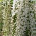 Glycine blanche