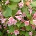 Weigelia, Weigelia 'rosea', Weigélie