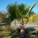 Palmier du mexique, Washingtonia mexicain, Paume éventail du mexique