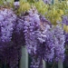 Wisteria sinensis