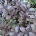 Weigelia 'minor black', Weigelia, Weigélie