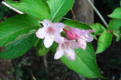 Weigela hortensis