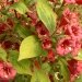 Weigelia, Weigelia 'brigela', Weigélie