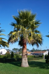 Palmier du mexique, Washingtonia mexicain, Paume éventail du mexique