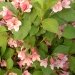 Weigelia 'conquête', Weigela, Weigélie