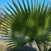 Palmier du mexique, Washingtonia mexicain, Paume éventail du mexique