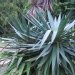 Yucca superbe