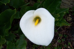 Arum, Arum d'ethiopie