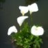 Zantedeschia aethiopica